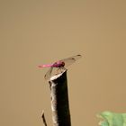 Libelle im Amazonas