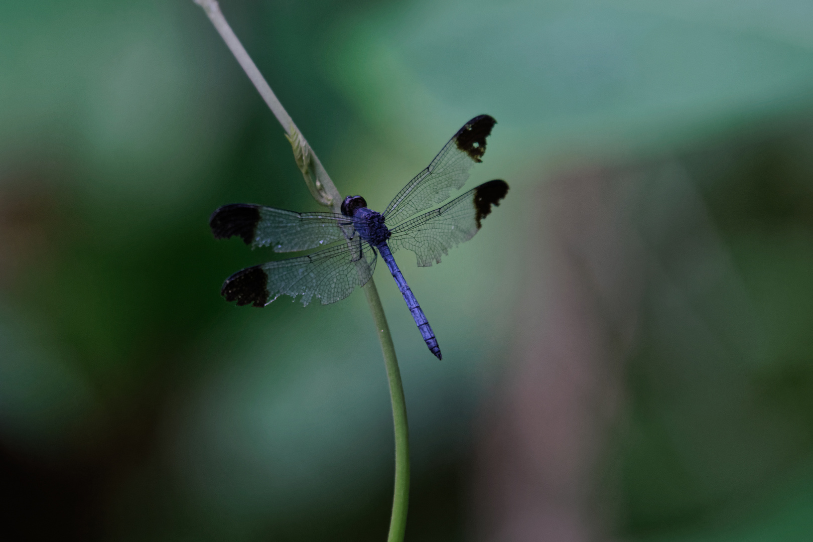 Libelle im Amazonas