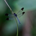 Libelle im Amazonas