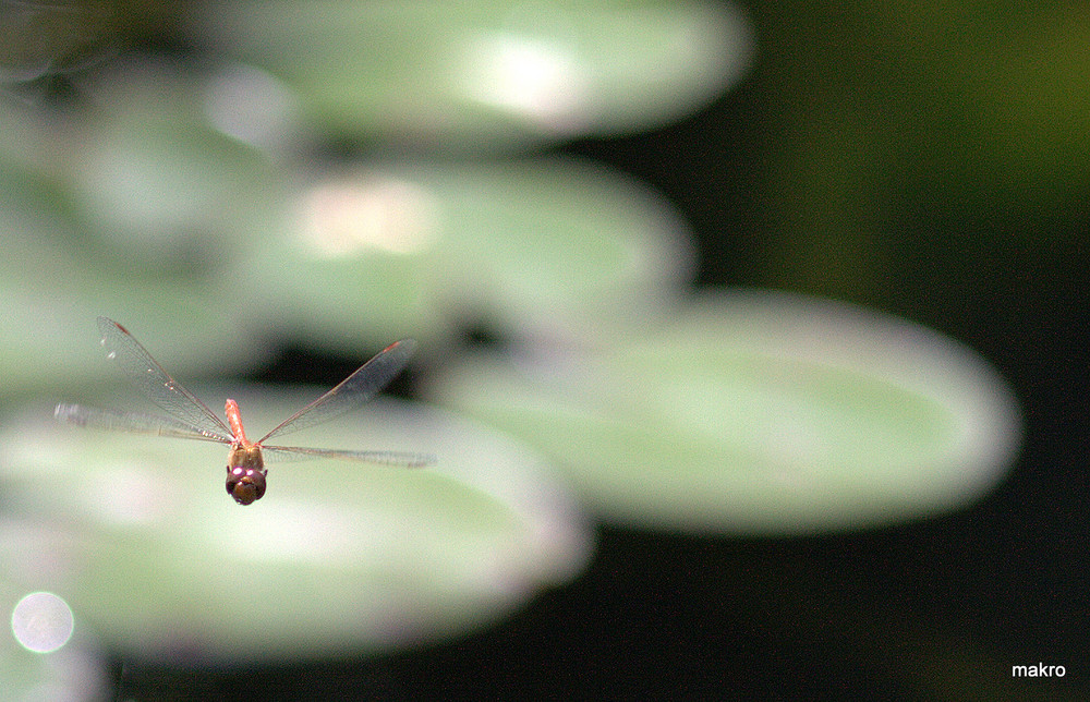 Libelle im Anflug