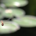 Libelle im Anflug