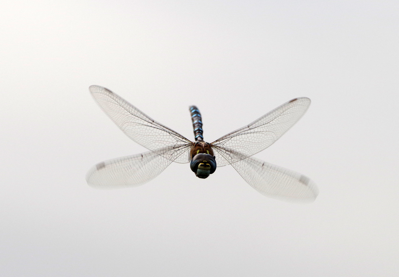 Libelle im Anflug