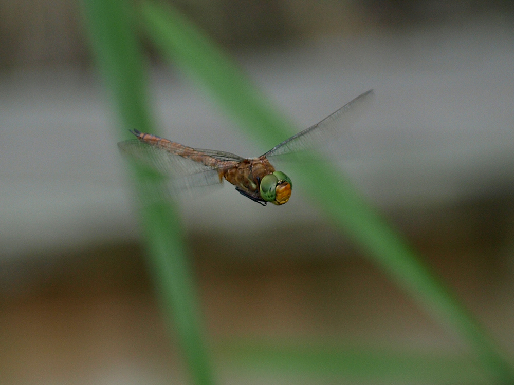 Libelle im Anflug