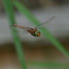 Libelle im Anflug