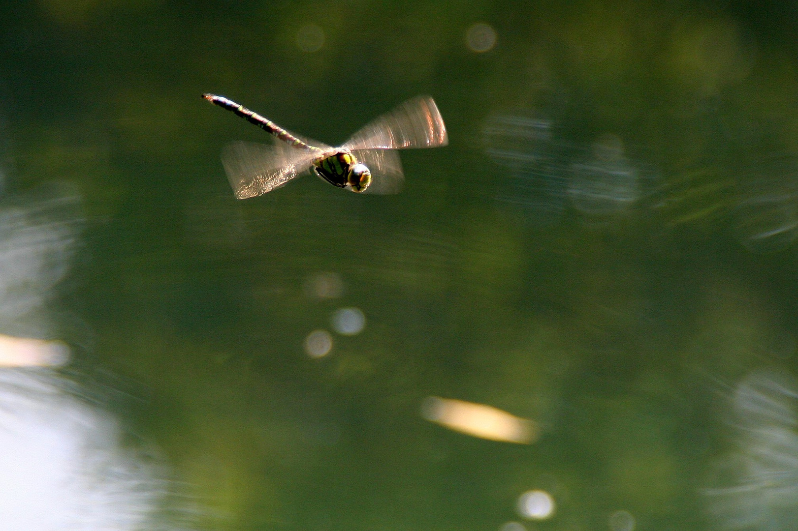 LIbelle im Anflug