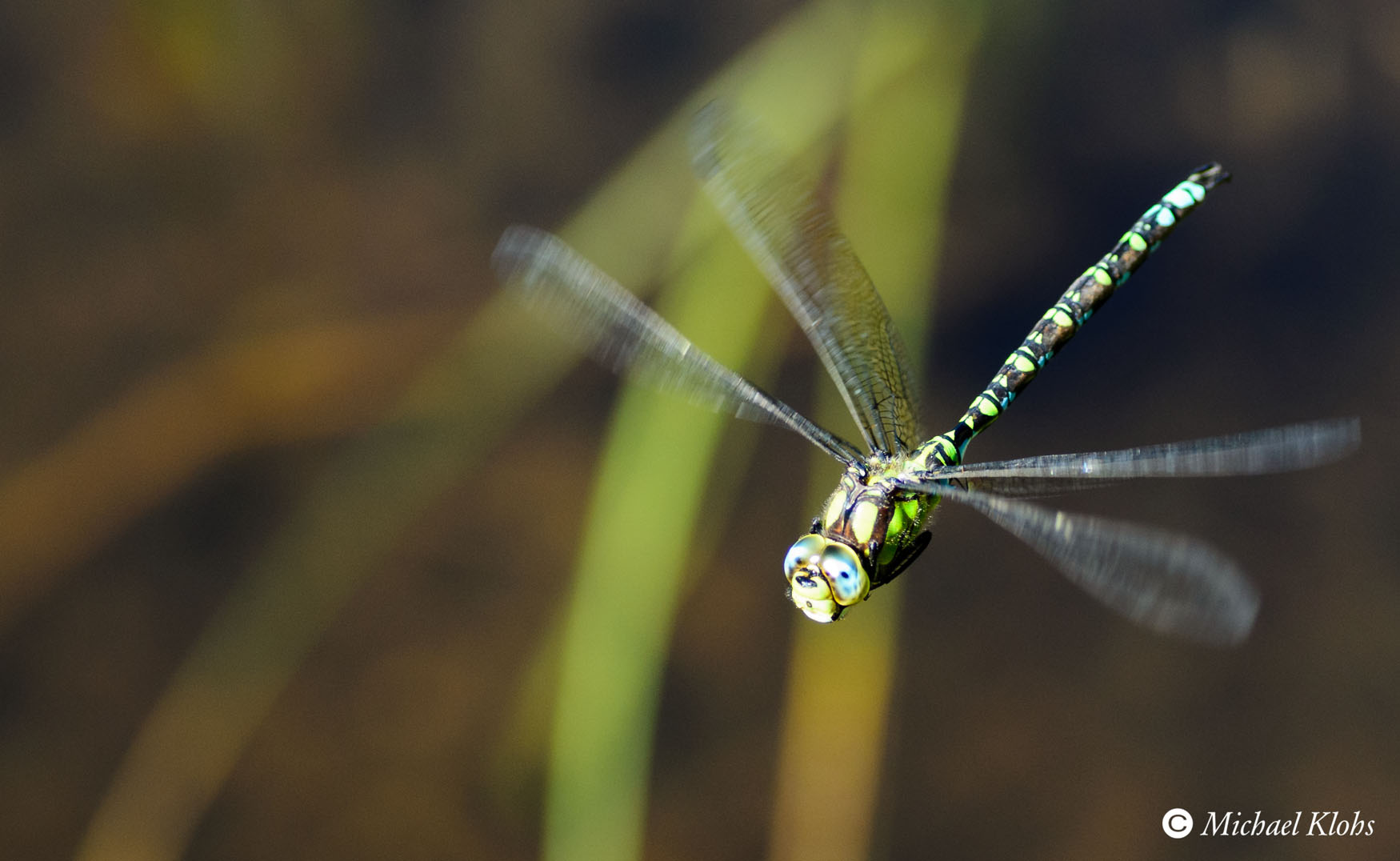 Libelle im Anflug