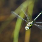 Libelle im Anflug