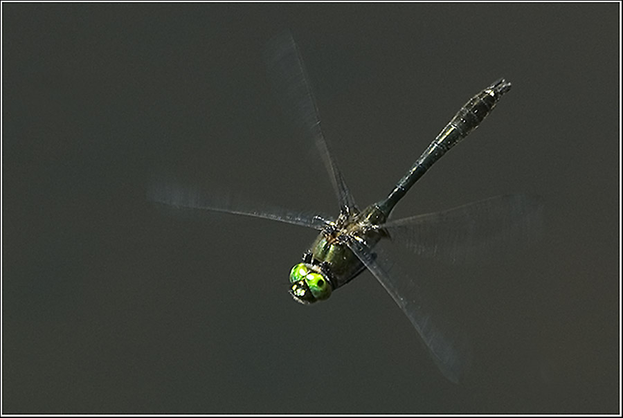 Libelle im Anflug