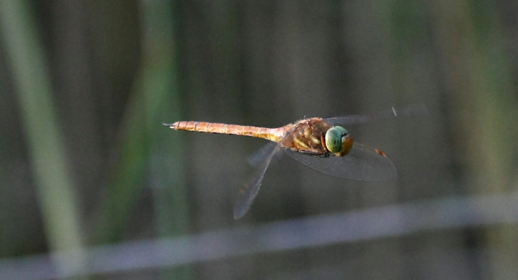 Libelle im Anflug