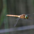 Libelle im Anflug