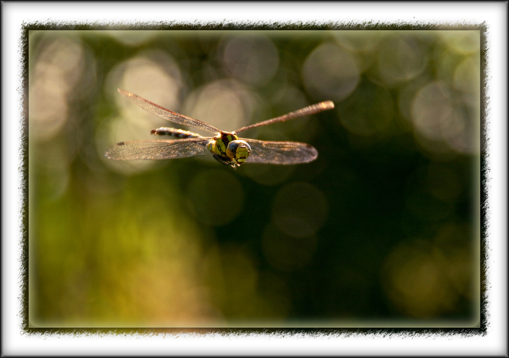 Libelle im Anflug