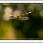 Libelle im Anflug