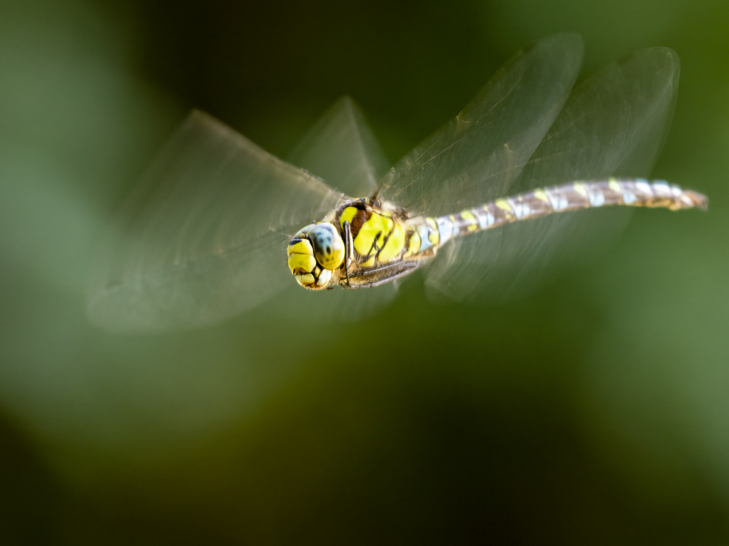 Libelle im Anflug