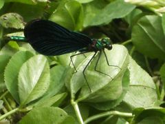 Libelle im Anflug