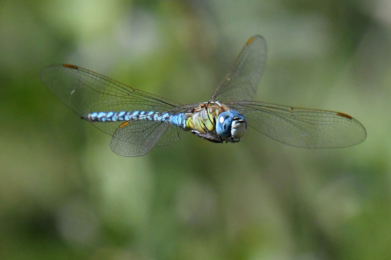 Libelle im Anflug