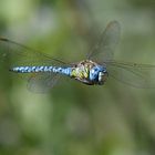 Libelle im Anflug