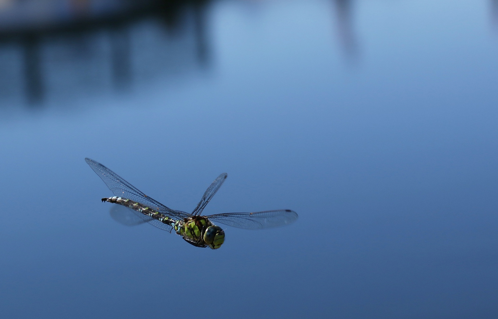 Libelle im Anflug