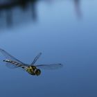 Libelle im Anflug