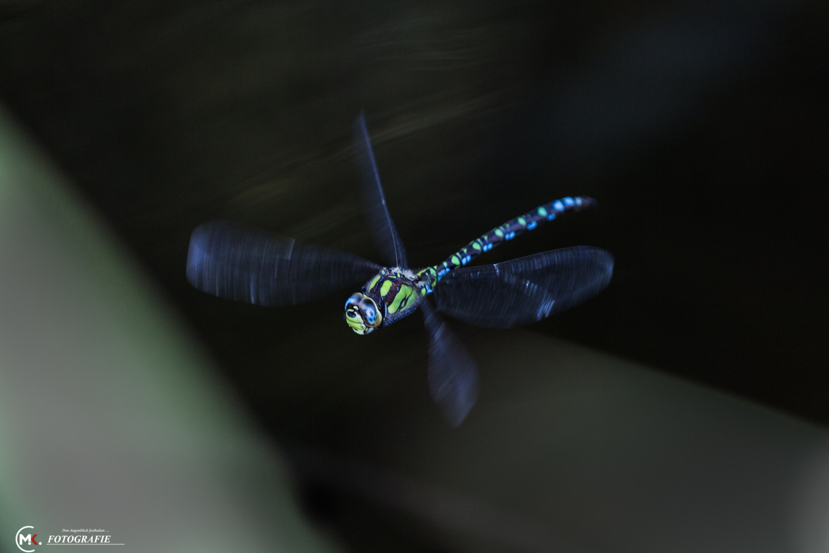 Libelle im Anflug,( blaue Mosaikjungfer)