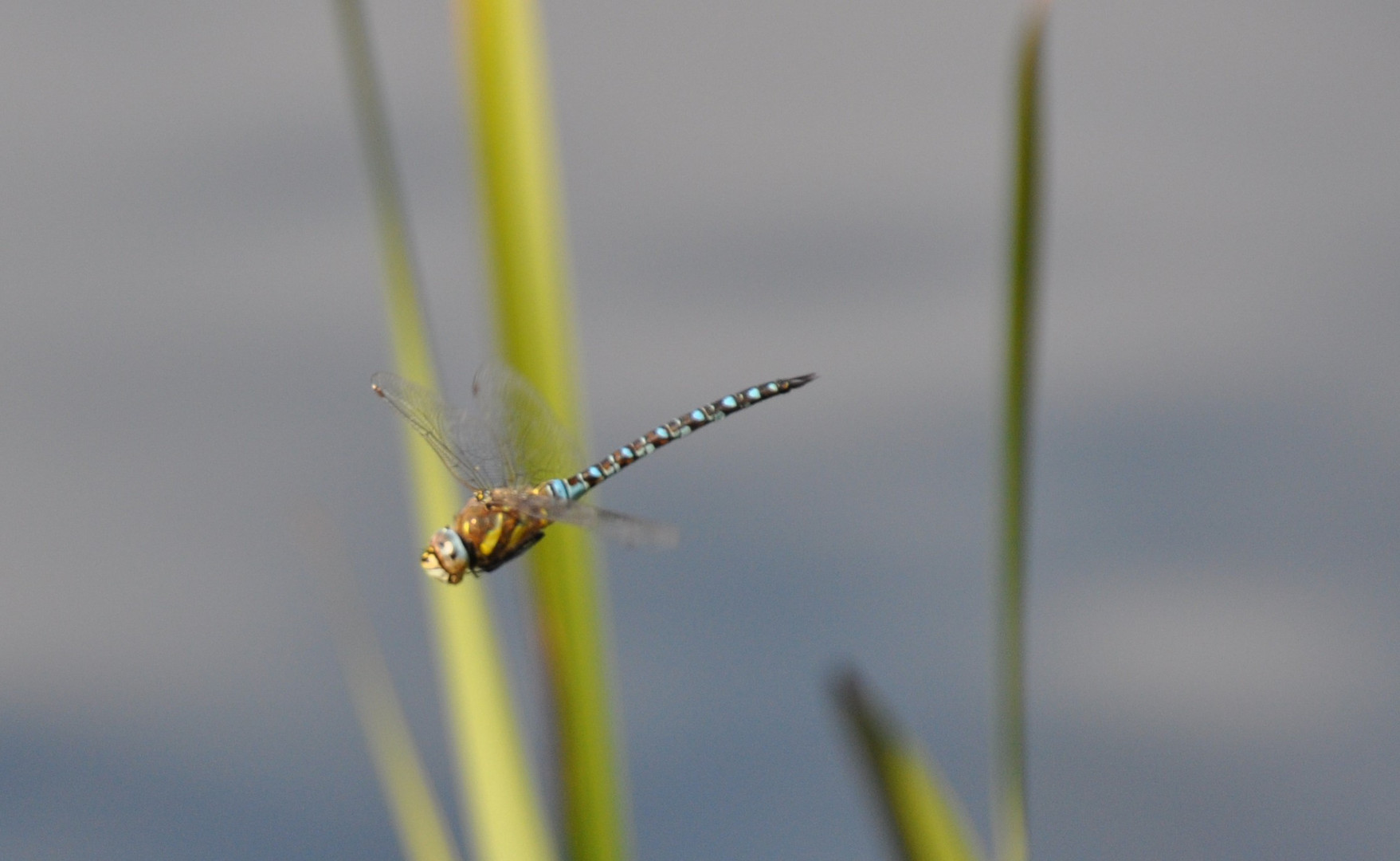 Libelle im Anflug