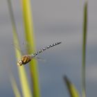 Libelle im Anflug