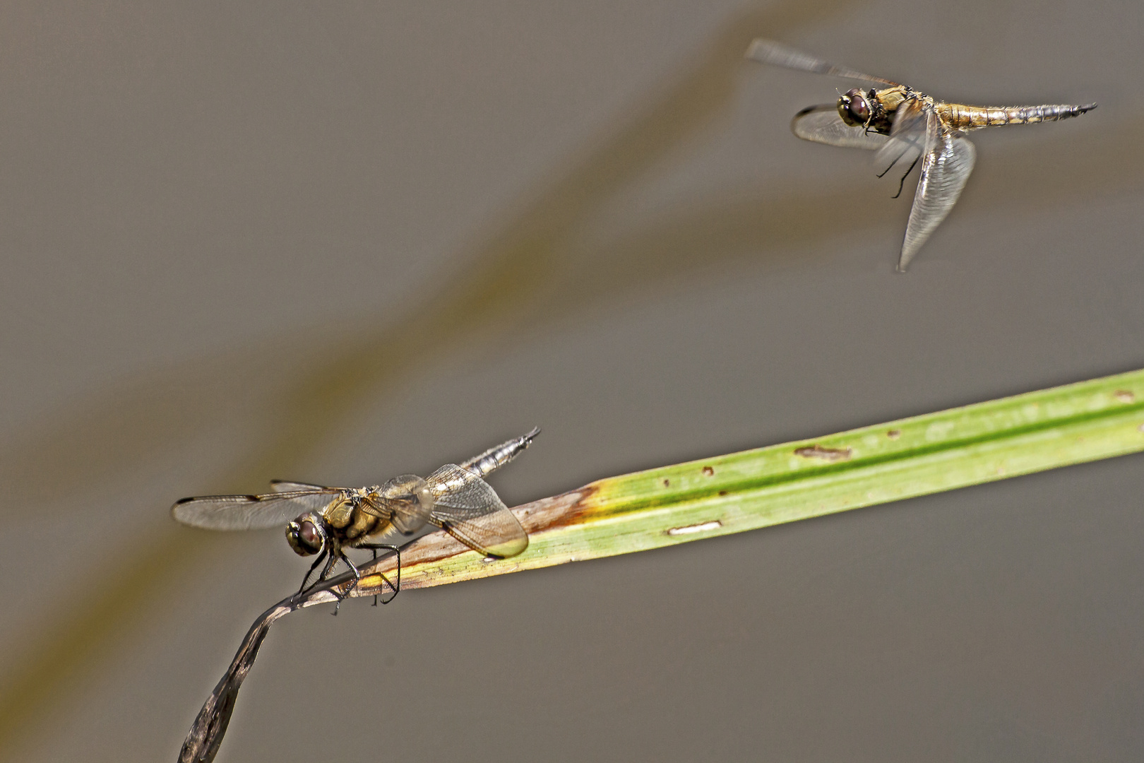 Libelle im Anflug