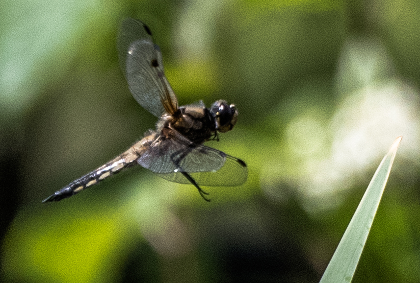 Libelle im Anflug