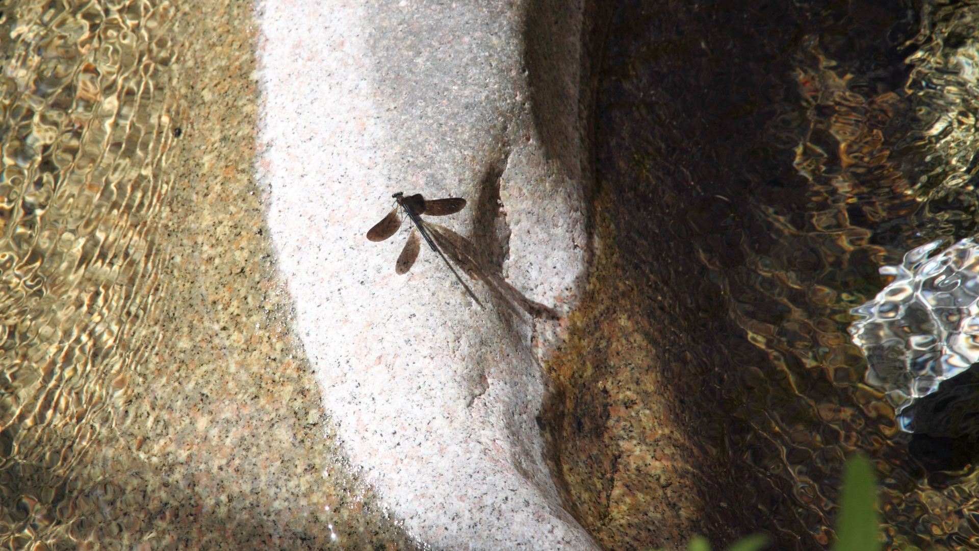 Libelle im Bach