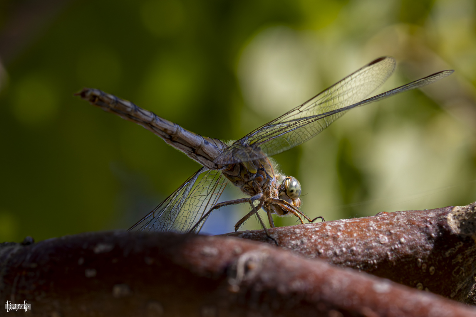 Libelle im Baum