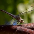 Libelle im Baum