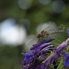 Libelle im Berggarten Hannover