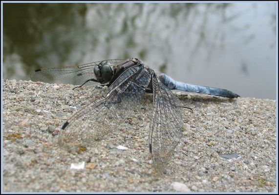 Libelle im Biotop