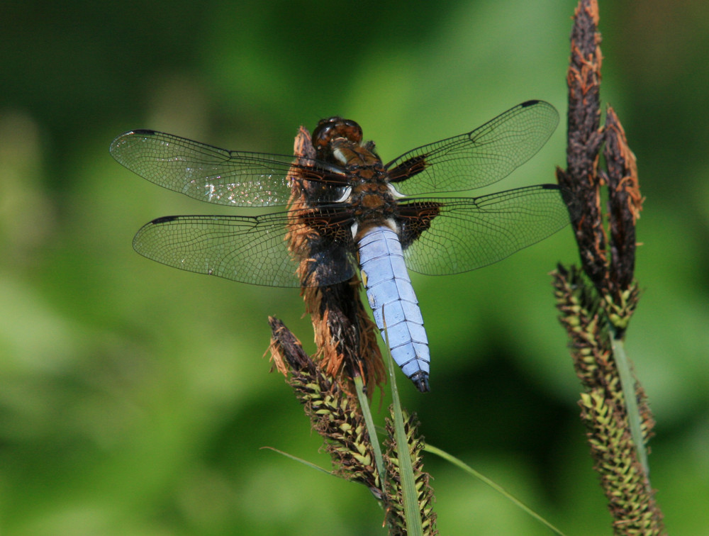 Libelle im Biotop