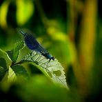 Libelle im blauen Kleid