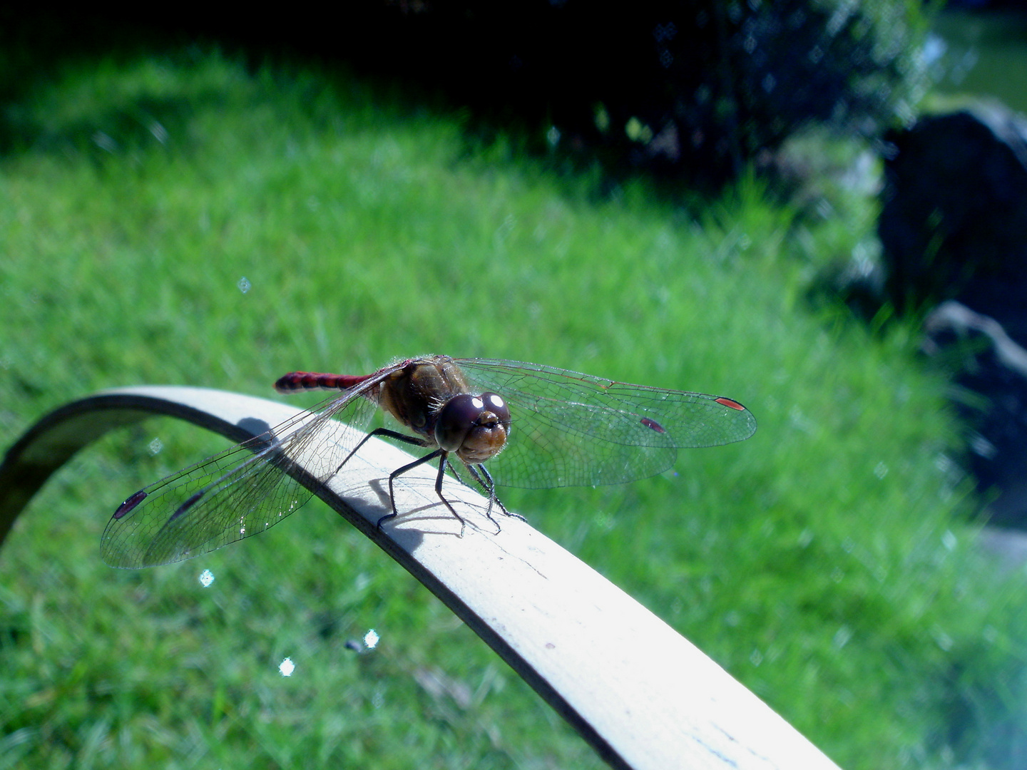 Libelle im Bonsaigarten 2008