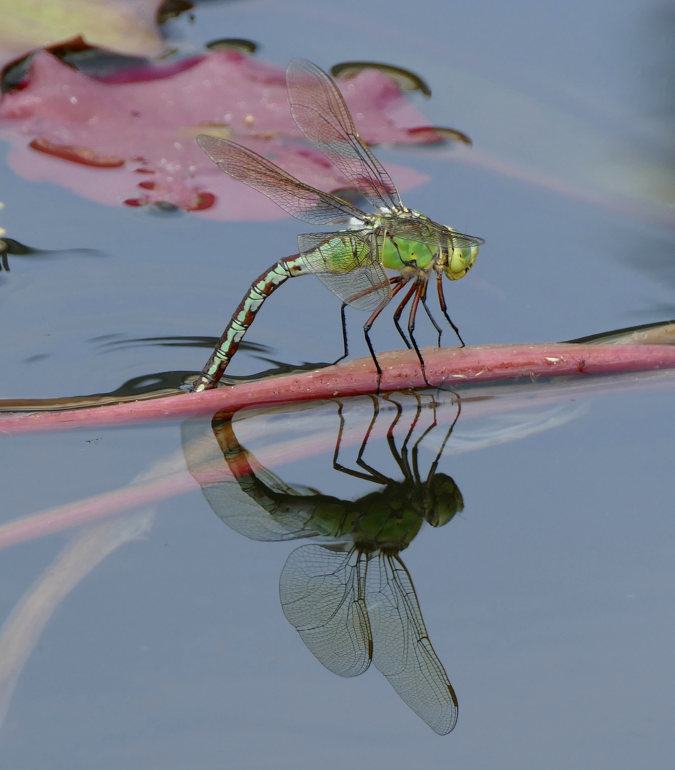 Libelle im botanischen Garten Bonn