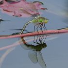 Libelle im botanischen Garten Bonn