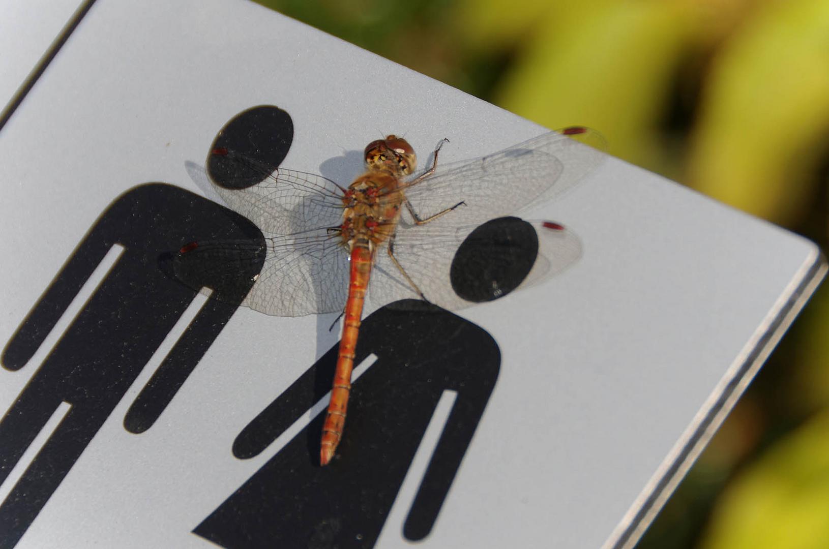 Libelle im Botanischen Garten