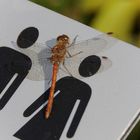 Libelle im Botanischen Garten