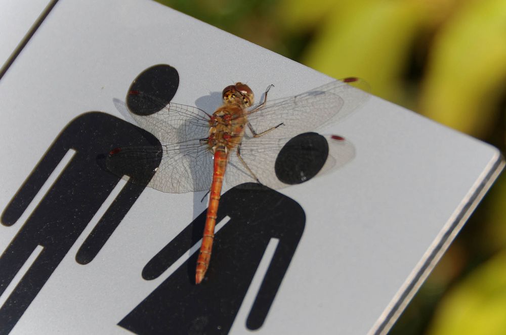 Libelle im Botanischen Garten