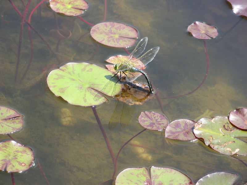 Libelle im botanischen Garten /München mit einer Canon 710iS