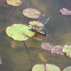 Libelle im botanischen Garten /München mit einer Canon 710iS