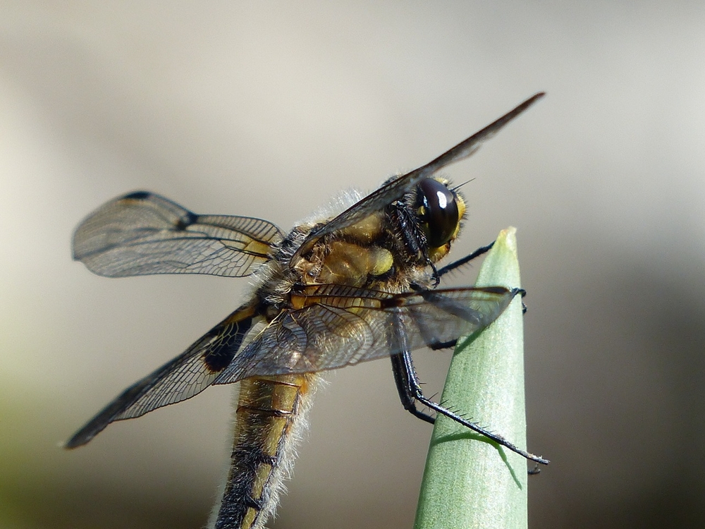 Libelle im Detail