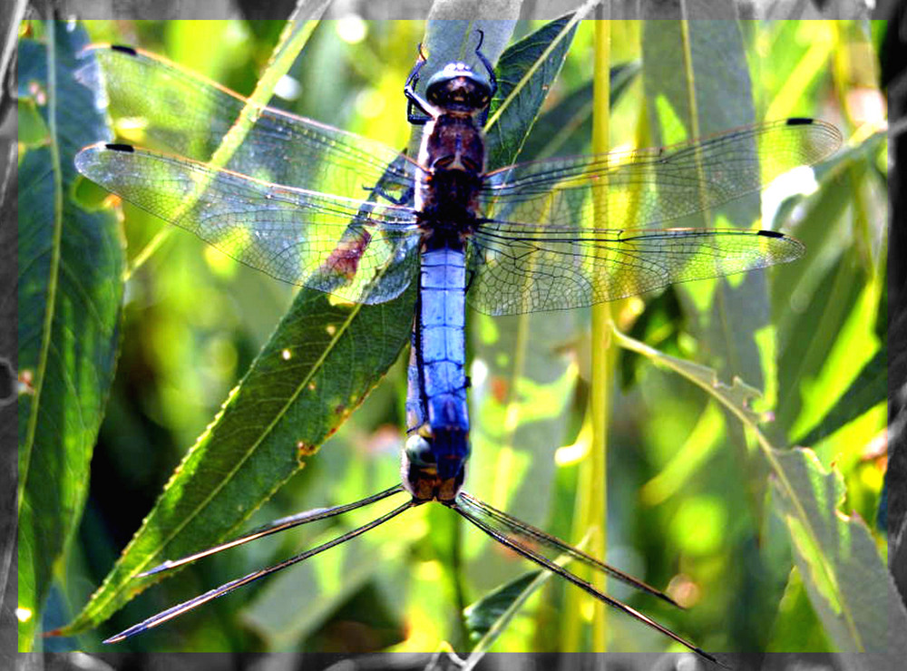 Libelle im Doppelpack