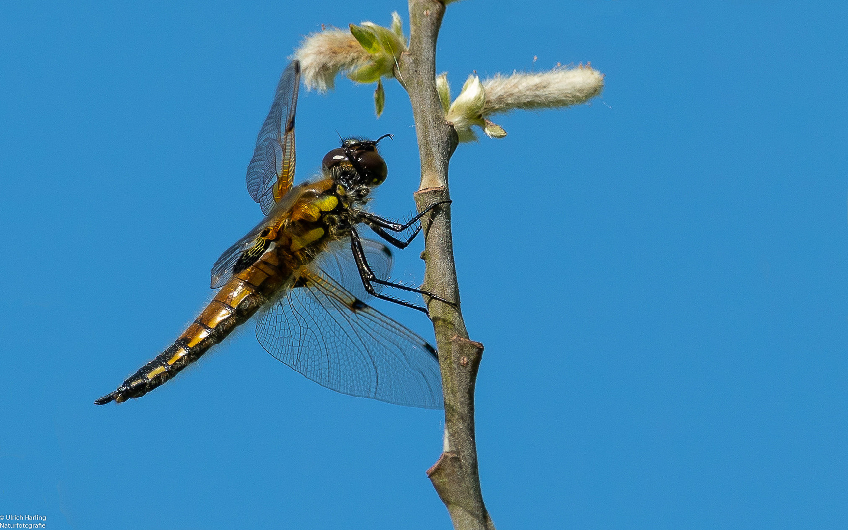 Libelle im Drömling 1