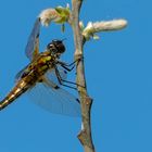 Libelle im Drömling 1