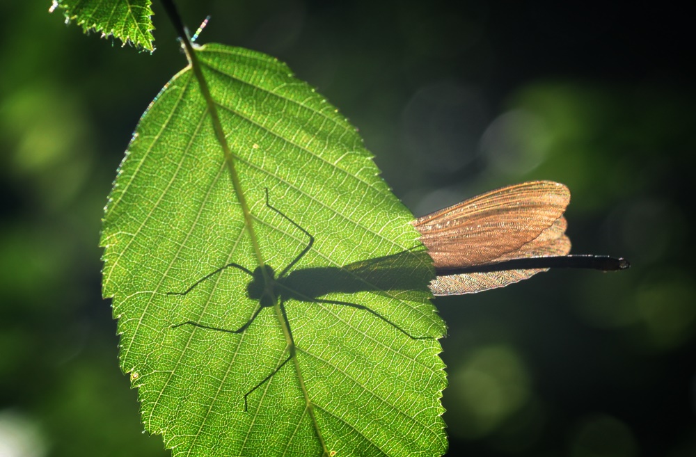 Libelle im Durchlicht