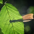 Libelle im Durchlicht