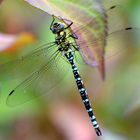 Libelle im eigenem Garten