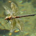 Libelle im Elbsee Düsseldorf